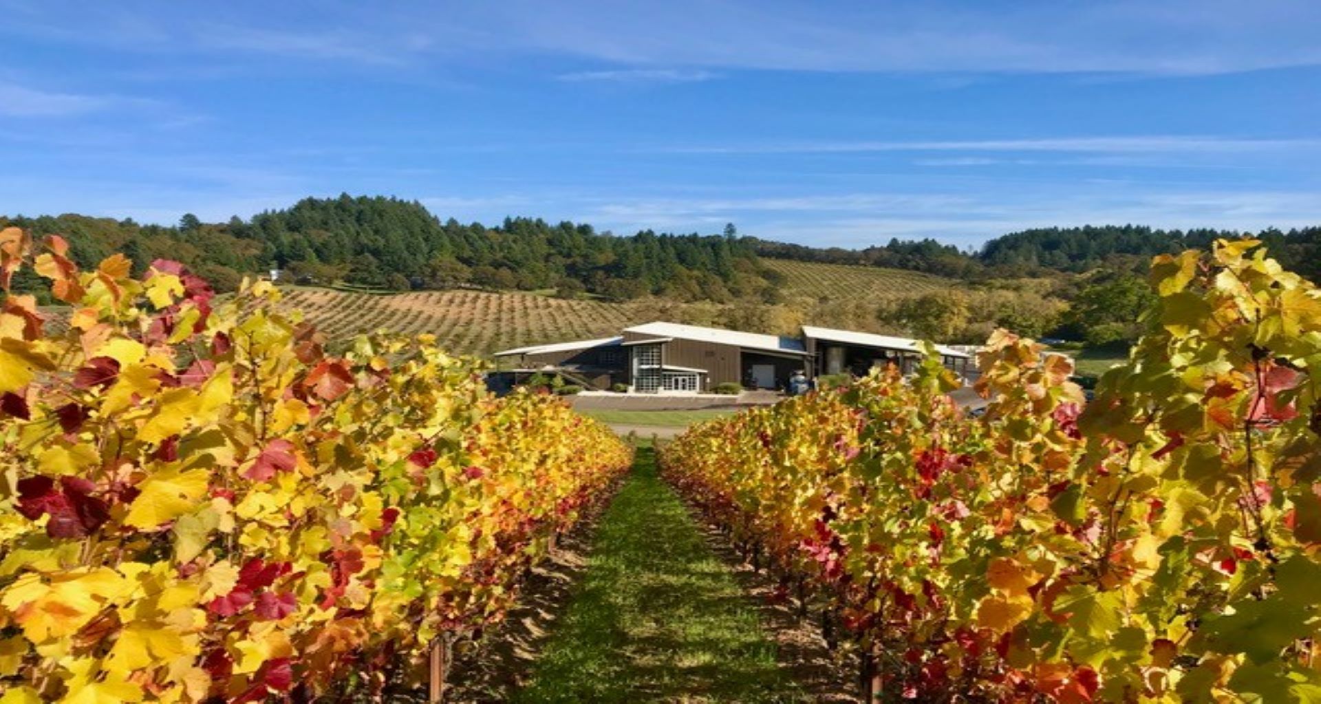 Four Graces winery view of cellar from Doe Ridge