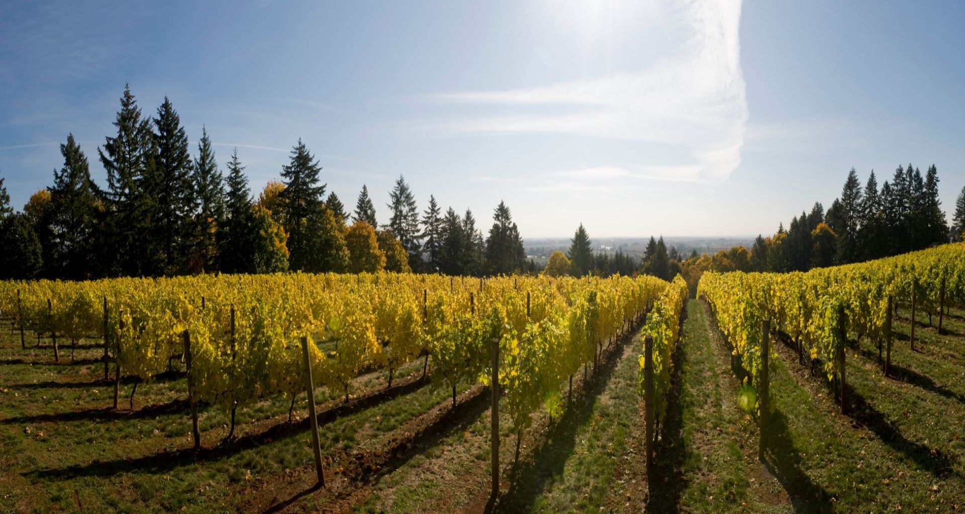 panoramic vineyard