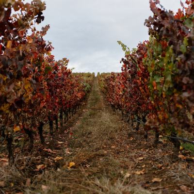 The Four Graces Winery Harvest 2023